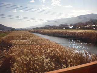 【写真: ススキ】