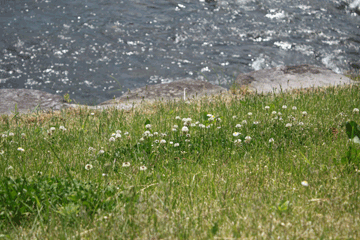 図 草とか（白い花の名前を忘れてしまったので）